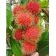 Rare Rambutan N18 & E35 Live Plants | Hybrid Exotic Fruit Live Plant |