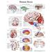 Paper Anatomical Charts - Brain - 1 Each / Each - 12-4600P