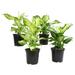 Altman Specialty Plants 4in Dieffenbachia Growers Choice Assortment | 10 H x 14 D in | Wayfair 0872661