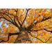 Winston Porter Oak Tree w/ Yellow Leaves by Standart - Wrapped Canvas Photograph Canvas in Orange | 8 H x 12 W x 1.25 D in | Wayfair