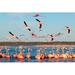 Bay Isle Home™ Flamingos in a Beautiful Blue Lagoon - Wrapped Canvas Photograph Canvas in Blue/Orange | 20 H x 30 W x 1.25 D in | Wayfair