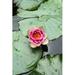 Dakota Fields Water Lily - Wrapped Canvas Photograph Metal in Green/Pink | 48 H x 32 W x 1.25 D in | Wayfair 80CD9944C5514514B96EC8B574C33351