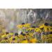 Ebern Designs Yellow Oxeye Daisy - Wrapped Canvas Photograph Canvas in Brown/Gray/Yellow | 20 H x 30 W x 1.25 D in | Wayfair