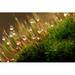 Ebern Designs Dripping Moss by Alcuin - Wrapped Canvas Photograph Metal in Brown/Green/Red | 32 H x 48 W x 1.25 D in | Wayfair