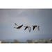 Ebern Designs Pink-Footed Goose - Wrapped Canvas Photograph Canvas in White | 24 H x 36 W x 1.25 D in | Wayfair 999E5AE7D4954091B68BB50CEA1EA246