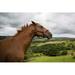 Gracie Oaks Country Brown Horse - Wrapped Canvas Photograph Metal in Brown/Green | 32 H x 48 W x 1.25 D in | Wayfair