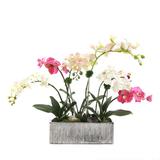 Jenny Silks Real Touch Phalaenopsis Orchid Floral Arrangement in Pot in Red | 19 H x 25 W x 13 D in | Wayfair F-186