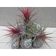 Tillandsia Ionantha red air plants new stock arrived plants sold in various shades of pink & red