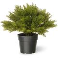 National Tree Company 15 Globe Cedar Tree - 15 inches