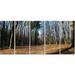 Design Art Fall Forest in Sunlight and Shadows 5 Piece Photographic Print on Wrapped Canvas Set