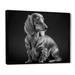 Latitude Run® Black & White Daschund - Photograph on Canvas Metal in Black/Gray | 16 H x 32 W x 1 D in | Wayfair 6AD7EECBF20E47638FE2A76AF7134945