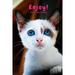 Kitty Notebook: Enjoy Cute Kitten Notebook College Ruled Journal for School Office and Home(cute and Colorful Cover 6 X 9 Inches