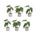 Potted Foliage (Set of 6) 10 H 10.5 H 11.5 H Polyester/Plastic