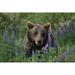 Captive: Brown Bear Walking Amongst Lupine Wildflowers At The Alaska Wildlife Conservation Center During Summer In Southcentral Alaska Captive Poster Print (34 x 22)