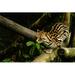 Ebern Designs Accie Ocelot Sitting on a Branch - Wrapped Canvas Photograph Canvas in Brown/Green | 8 H x 12 W x 1.25 D in | Wayfair