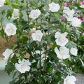 Säulen-Hibiskus 'Flower Tower®', Weiß