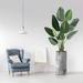 Primrue Chatman 67" Artificial Banana Leaf Tree in Decorative Vase Plastic in Gray | 67 H x 7 W x 7 D in | Wayfair 0B1E720257234C099488392045224060