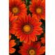 Gazania F1 New Day Bronze x10 seeds, Bedding - Basket or Tub plant