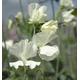 Sweet Pea Spencer Jilly 15 seeds, White, fragrant sweet pea Tall type