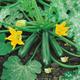 Courgette F1 Midnight 'For Patio Tub' x6 seeds Vegetable Seed