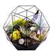 Geometric Glass Terrarium, Elegant Geometric Flower Pot Glass Terrarium Home Geometric Decor Box Tabletop Pentagon Ball Shape Planter Pot