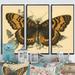 August Grove® Vintage Illustration Of Butterfly I - Animals Butterfly Canvas Wall Art Set_80512 Metal in Brown/Orange | 32 H x 48 W x 1 D in | Wayfair