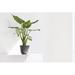 Ecopots Oslo Indoor/Outdoor Modern Recycled Plastic Flower Pot Planter in Gray | 5 H x 6 W x 6 D in | Wayfair 5413724325512
