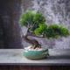 Realistic Look Lifelike Artificial Pine Bonsai Tree in Glazed Coating Ceramic Pot / Free Polished River Pebbles