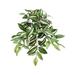 Allstate Floral & Craft PBW316-GR-CR 12 in. Hanging Silk Wandering Jew Plant - Green & Cream