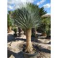 Wekiva Foliage LLC Silver Yucca - Starter Plant in 4 Inch Pot - Yucca Rostrata - Rare Outdoor Ornamental Evergreen Tree | 9 H x 4 D in | Wayfair
