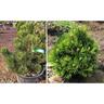 Pianta pinus heldreichii 'compact gem' pino nano Foto Reali