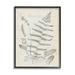 Stupell Industries Latin Study Vintage Fern Botanical Botanical & Floral Drawing Black Framed Art Print Wall Art