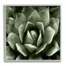 Stupell Industries Succulent Plant Close Up View Botanical & Floral Painting Gray Framed Art Print Wall Art