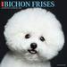 2024 Willow Creek Press Animals Monthly Wall Calendar 12 x 12 Just Bichon Frises January To December