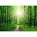IDEA4WALL Sun Shining Through Forest Wall Mural Vinyl in Green | 66 W in | Wayfair 7426935252568