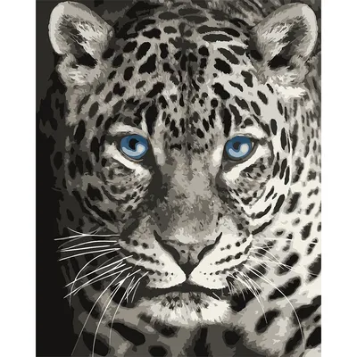 Malen nach Zahlen auf Leinwand Leopard, 40 x 50 cm