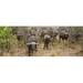 Panoramic Images Herd of Cape buffaloes - Syncerus caffer wait out in the minimal shade of thorn trees Kruger National Park South Africa Poster Print by Panoramic Images - 36 x 12