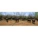 Panoramic Images Herd of Cape buffaloes - Syncerus caffer wait out in the minimal shade of thorn trees Kruger National Park South Africa Poster Print by Panoramic Images - 36 x 12