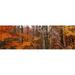 Panoramic Images Autumn trees in Great Smoky Mountains National Park North Carolina USA Poster Print by Panoramic Images - 36 x 12