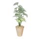 Tall Syngonium Houseplant in Terracotta Pot (46cm) Artificial House Plants