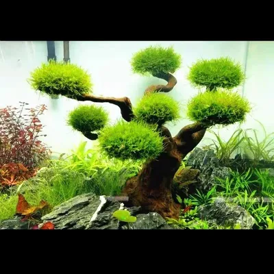 Aquarium Moos Baum Treibholz Aquarium Landschaftsbau Wasser Gras Moos Baum Stamm DIY Dekoration Image
