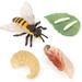 TANG DYNASTY Animal Life Cycle Insect Growth Cycle Model Hand Painting Animal Figures Educational Toy Cake Toppers Christmas Birthday Gift for Kids Todllers