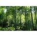 Loon Peak® Bamboo by Shunjian123 Canvas in White | 24 H x 36 W x 1.25 D in | Wayfair CC0C4207D9F94CD0872E2DF59A573208