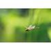 Gracie Oaks Emad Flying Dragonfly by Dennisvdw Canvas in Green | 20 H x 30 W x 1.25 D in | Wayfair 6F7425737B374692A4303453C18ED33E