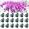 20-50PCS 6-Claw Dark Green Plant Clips Orchid Flowers Support Clamp Climbing Vine Stem Clasp Tied