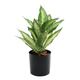 Artificial Dieffenbachia Potted House Plant (20cm)