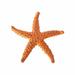 Toys Sea Star Diving Toys Sea Star Pool Toys Colorful Sea Star Set With Gold Mesh Bag Summer Swimming Diving Toy Set Diving Throwing Toy Set Underwater Swimming Toys Plastic Orange