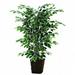 Vickerman 4 Variegated Ficus Bush in Sq Willow