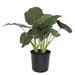 American Plant Exchange Alocasia Regal Shield, Large Live Houseplant, 8-Inch Pot, Green & Purple Foliage in Black | 20 H x 10 D in | Wayfair