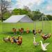 Tucker Murphy Pet™ Darionte Chicken Coop Runs for Yard w/ Cover, Walk-in Poultry Cage for 6/10/20 Chickens | 76.8 H x 312 W x 117.6 D in | Wayfair